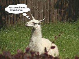 Llama